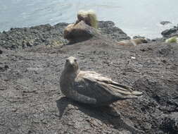 Stercorarius antarcticus lonnbergi (Mathews 1912) resmi