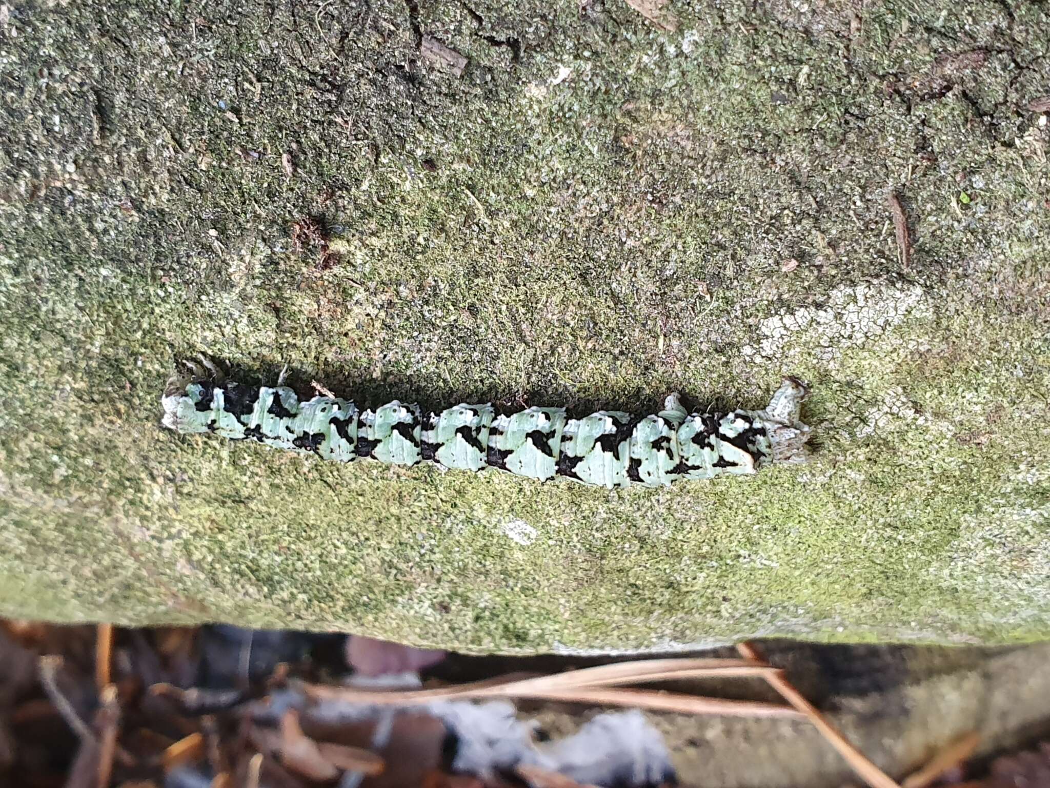 Image of scalloped hazel