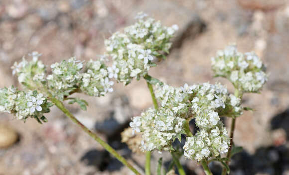 Image of ballhead ipomopsis