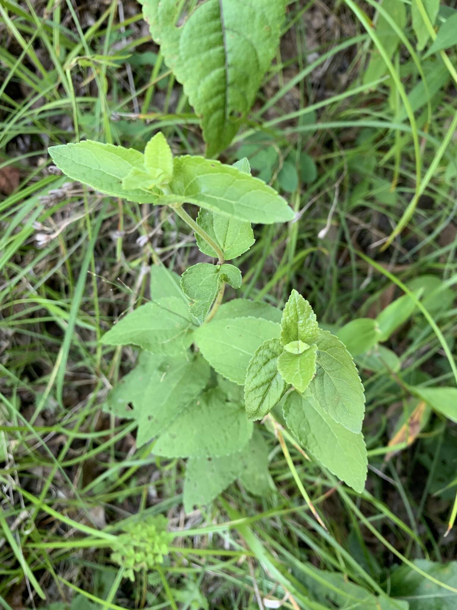 Imagem de Ageratina aromatica (L.) Spach