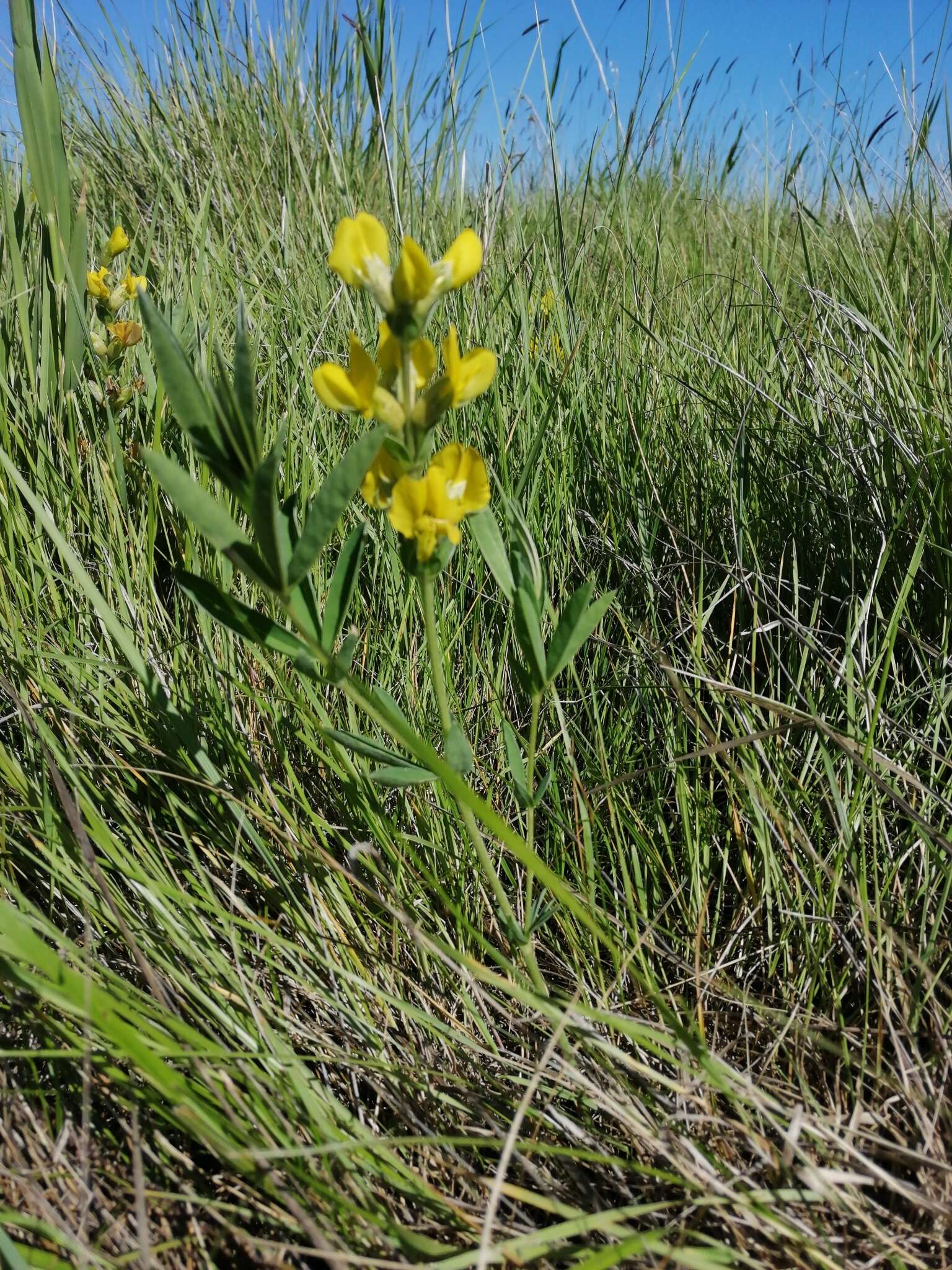 Слика од Thermopsis lanceolata R. Br.