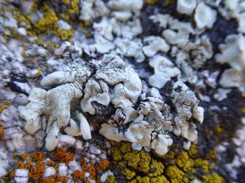 Image of Mexican xanthoparmelia lichen