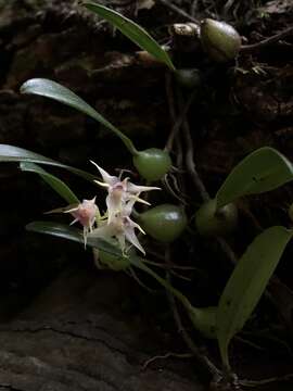 Image of Bulbophyllum bifurcatoflorens (Fukuy.) J. J. Verm., Schuit. & de Vogel