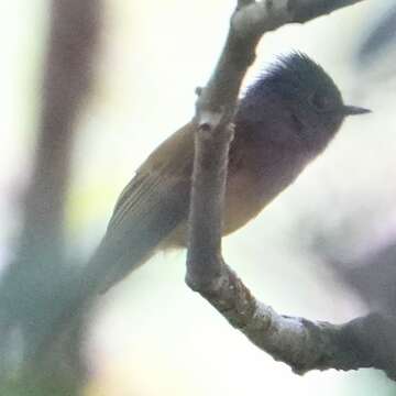 Image of Canary-flycatcher