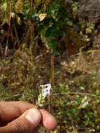 Image of Lavandula bipinnata (Roth) Kuntze