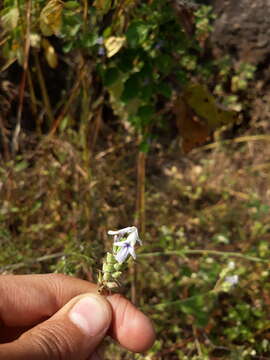 Image of Lavandula bipinnata (Roth) Kuntze