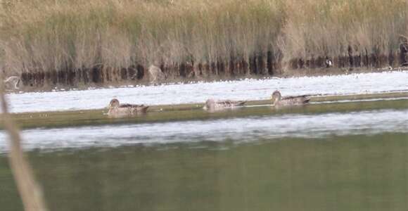 Image of yellow-billed pintail