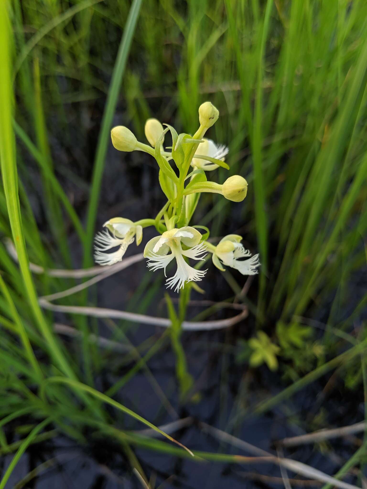 Image of Eastern prairie fringed orchid