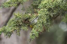 Image of Hermit Warbler