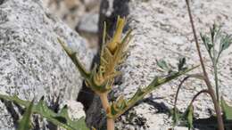 Image of hairy blazingstar