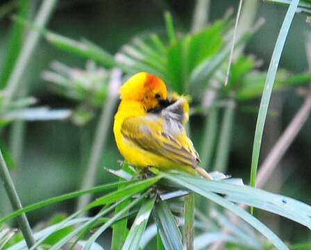 Image of Taveta Golden Weaver