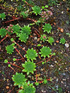 Image of Sempervivum marmoreum Griseb.