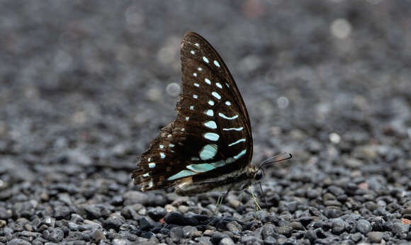 Graphium meyeri (Hopffer 1874) resmi