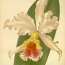 Plancia ëd Cattleya rex O'Brien