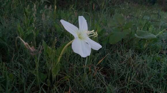 Image of <i>Oenothera centaurifolia</i>