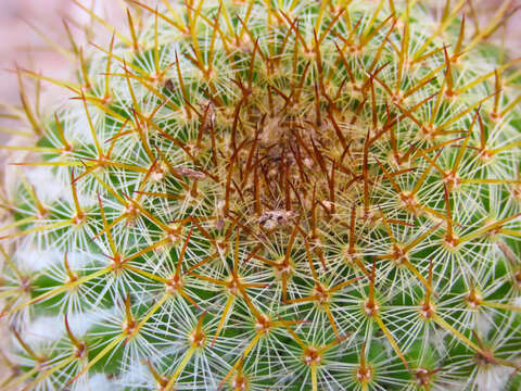 Image of Mammillaria columbiana subsp. yucatanensis (Britton & Rose) D. R. Hunt