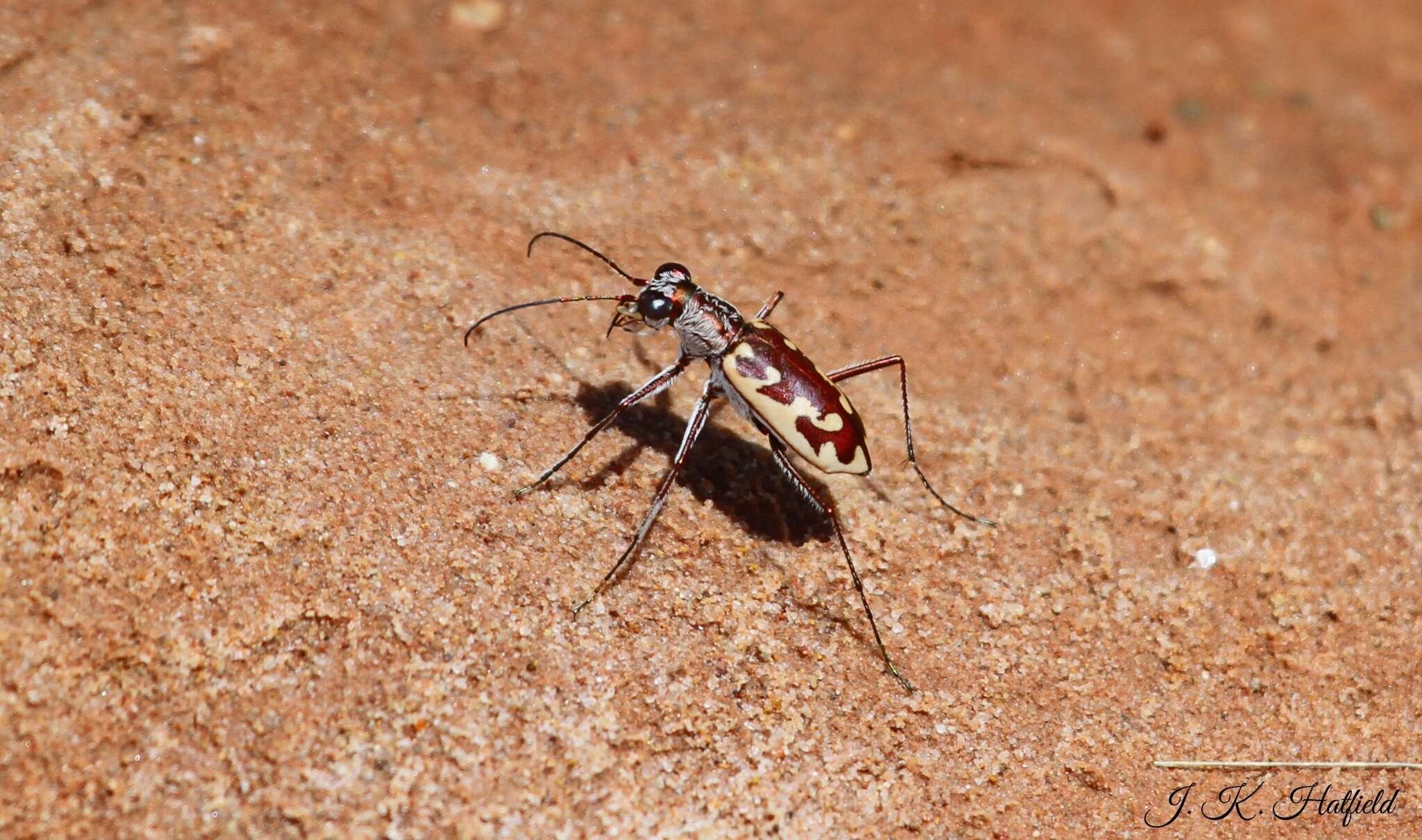 Image of Ellipsoptera macra fluviatilis (Vaurie 1951)