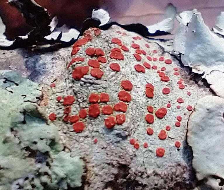 Слика од Ramboldia russula (Ach.) Kalb, Lumbsch & Elix