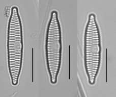 Plancia ëd Fragilaria vaucheriae