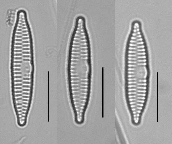 Plancia ëd Fragilaria vaucheriae