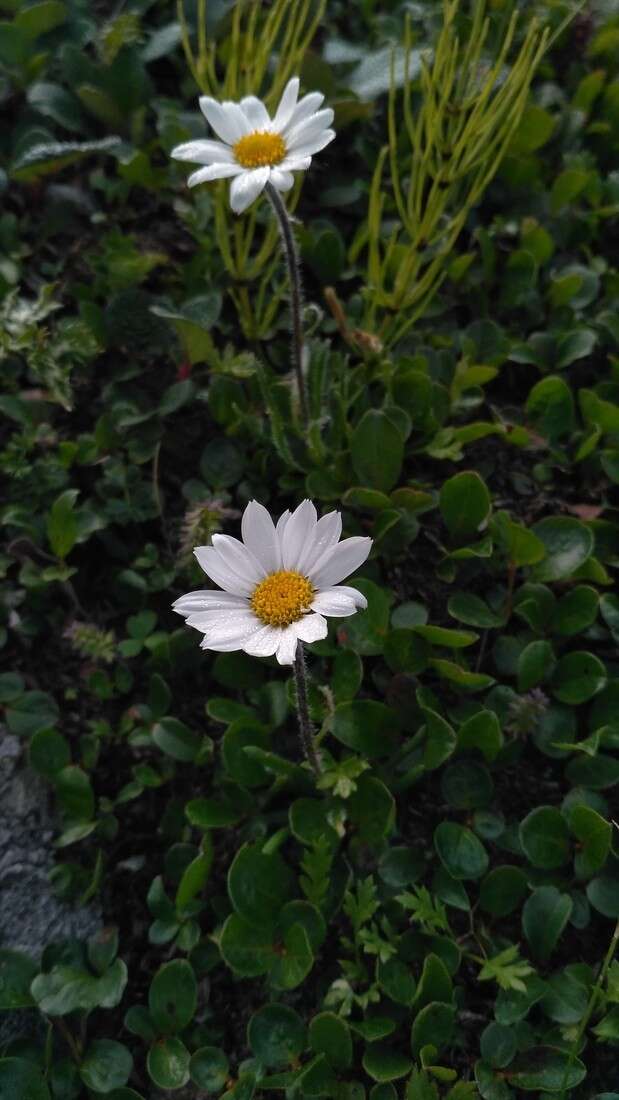 Слика од Arctanthemum integrifolium (Richards.) Tzvel.