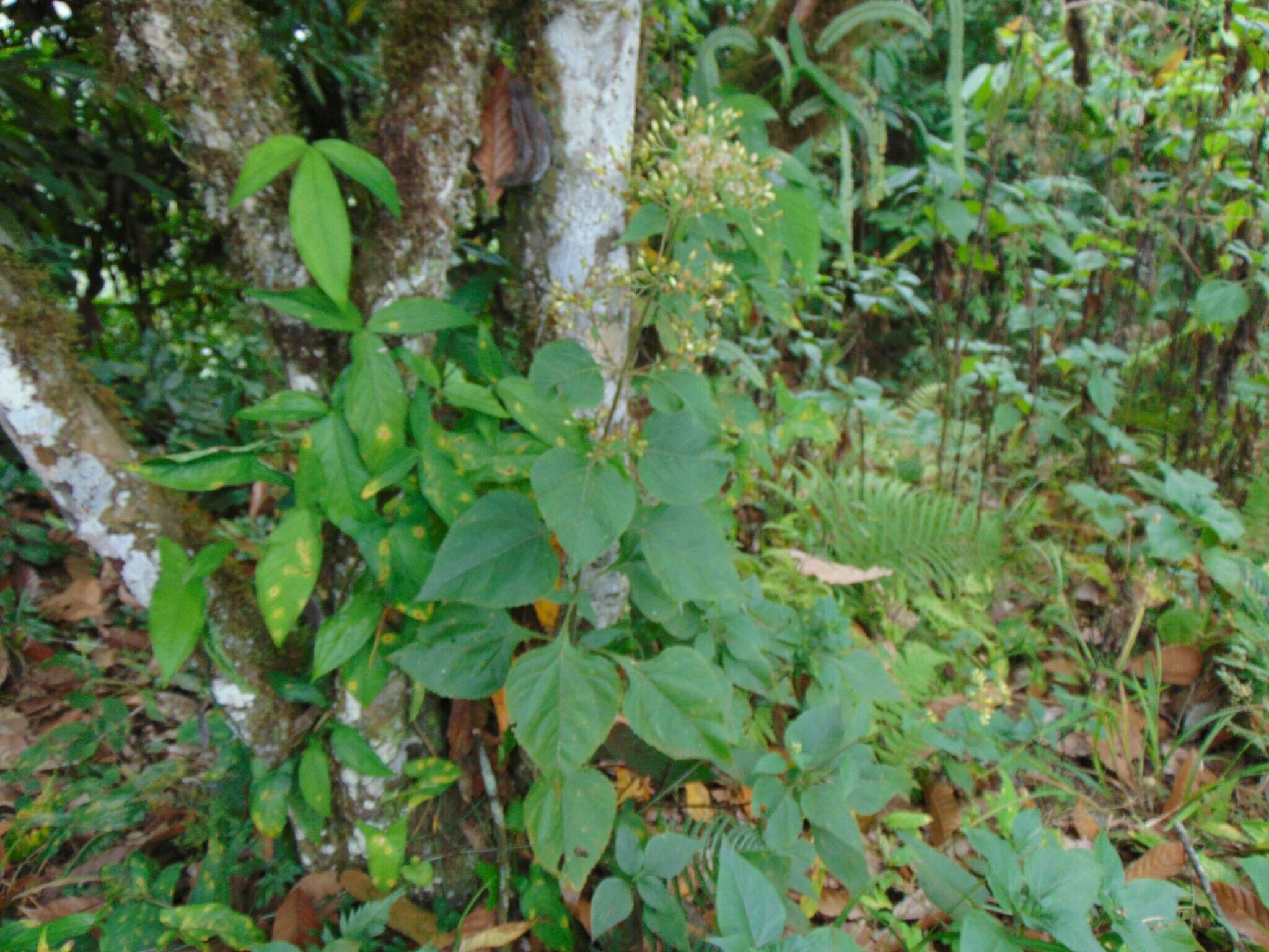 Image of Schistocarpha eupatorioides (Fenzl) O. Kuntze