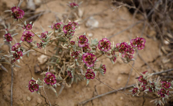 Image of Pyankovia brachiata (Pall.) Akhani & Roalson