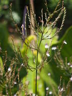 Image of Marsh Water-Willow