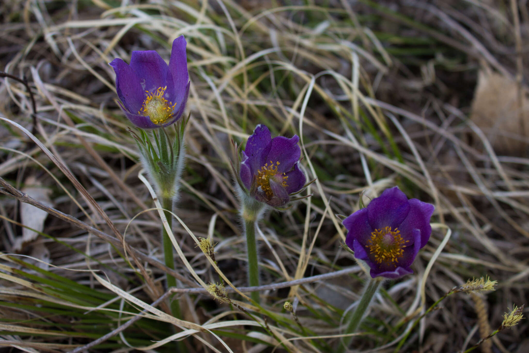 Image of Eastern Pasque Flower