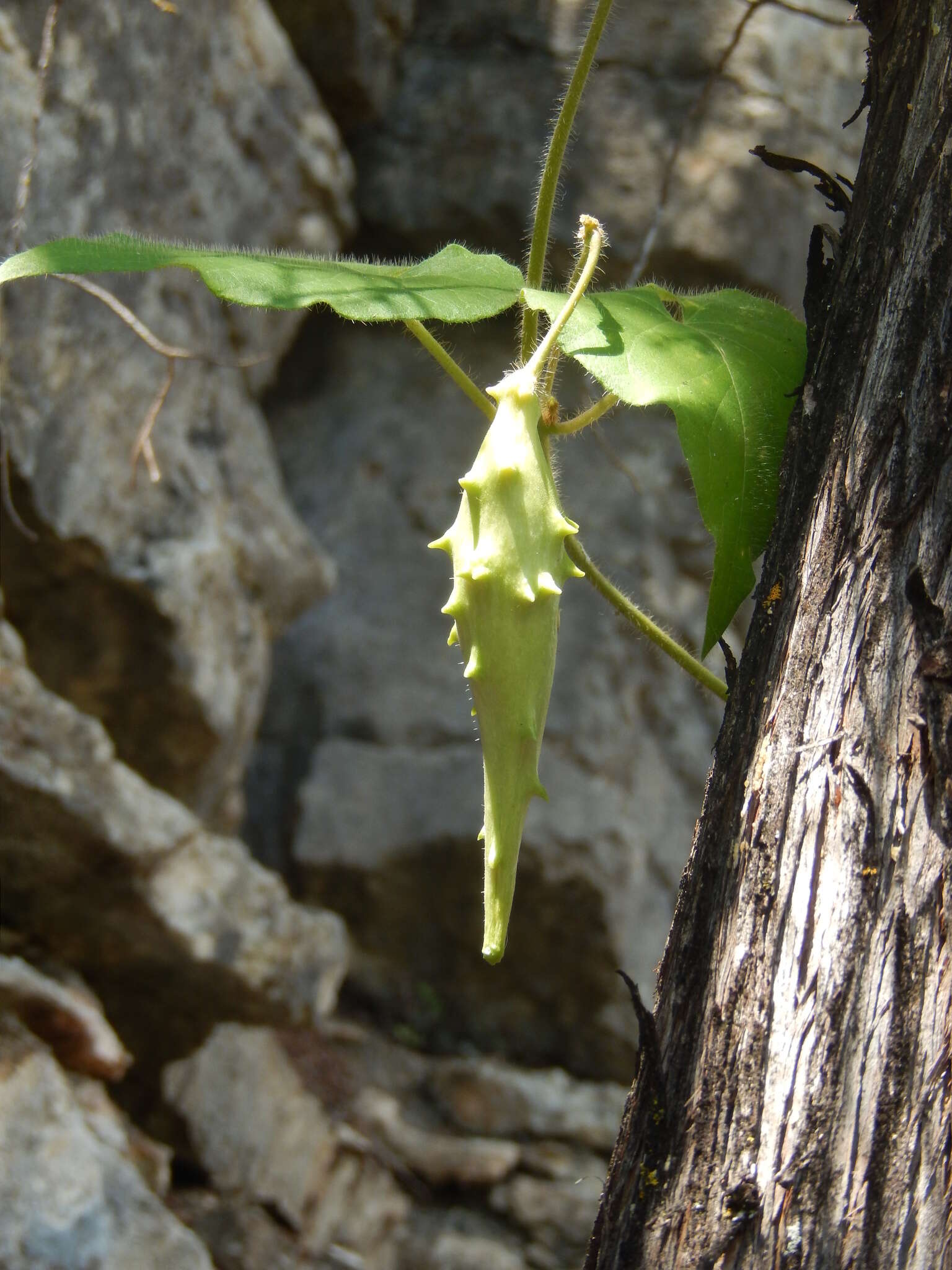 Image de Dictyanthus reticulatus Benth. & Hook. fil. ex Hemsl.