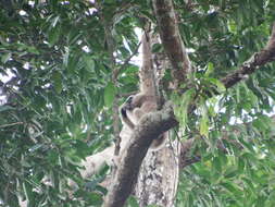 Image of Capped Gibbon