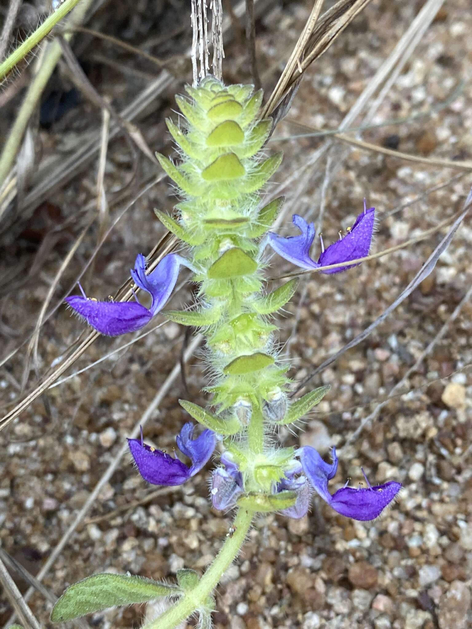 Image of Plectranthus lasianthus (Gürke) Vollesen