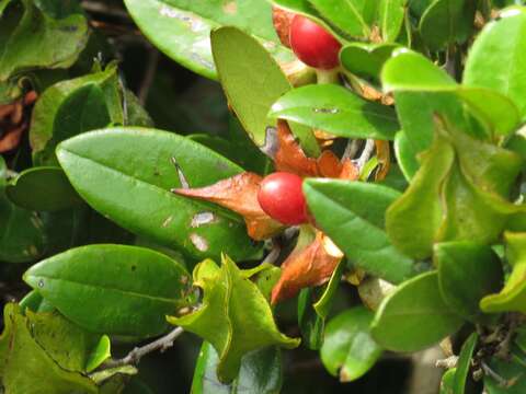 Image of Diospyros scabrida var. scabrida