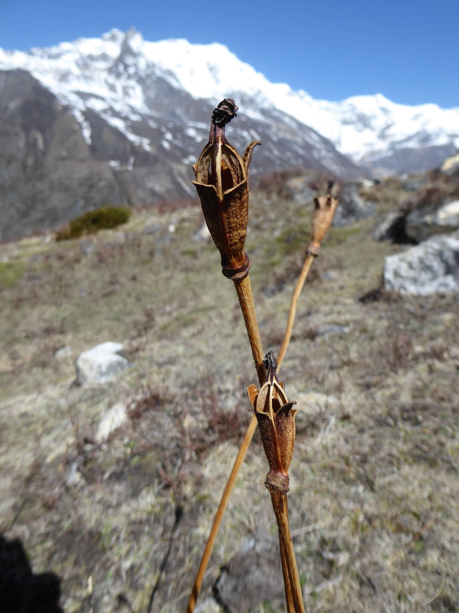 Image of Meconopsis grandis Prain