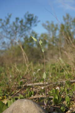 Cerastium perfoliatum L. resmi