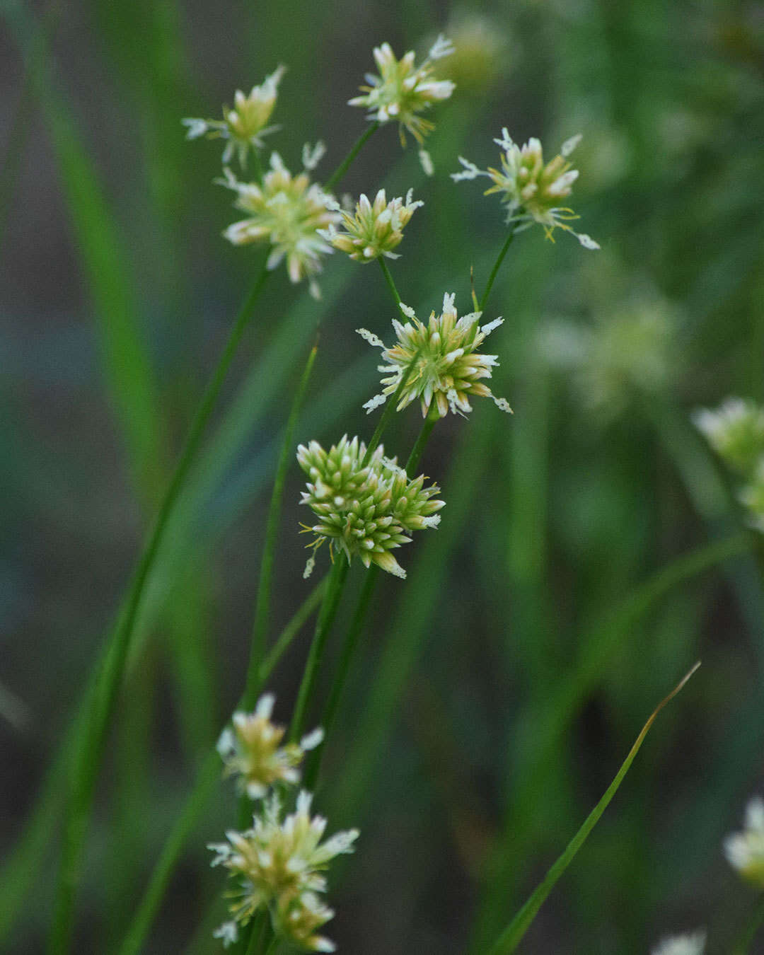 Image of Green-Head Rush