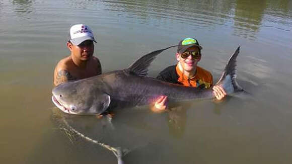 Image of Giant Pangasius