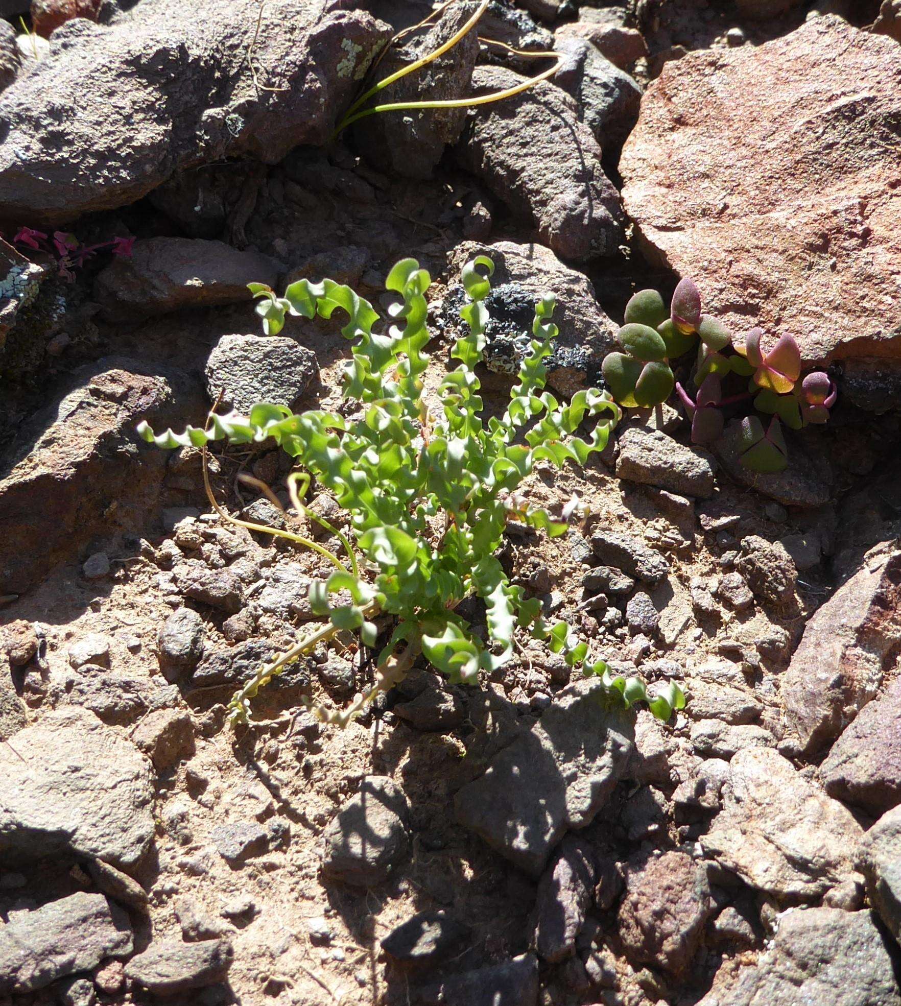 Image of Tritonia securigera subsp. watermeyeri (L. Bolus) J. C. Manning & Goldblatt