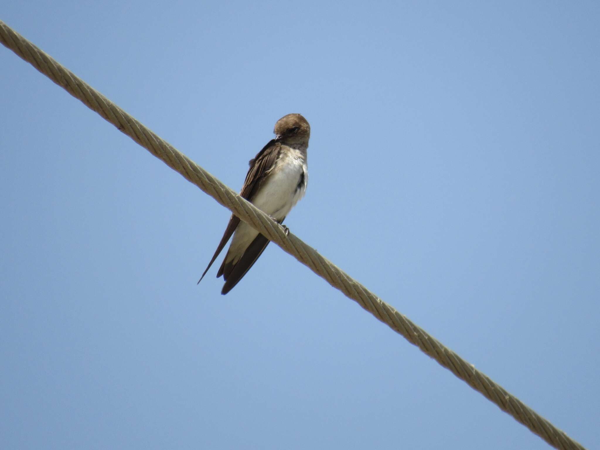 Image of Grey-throated Martin