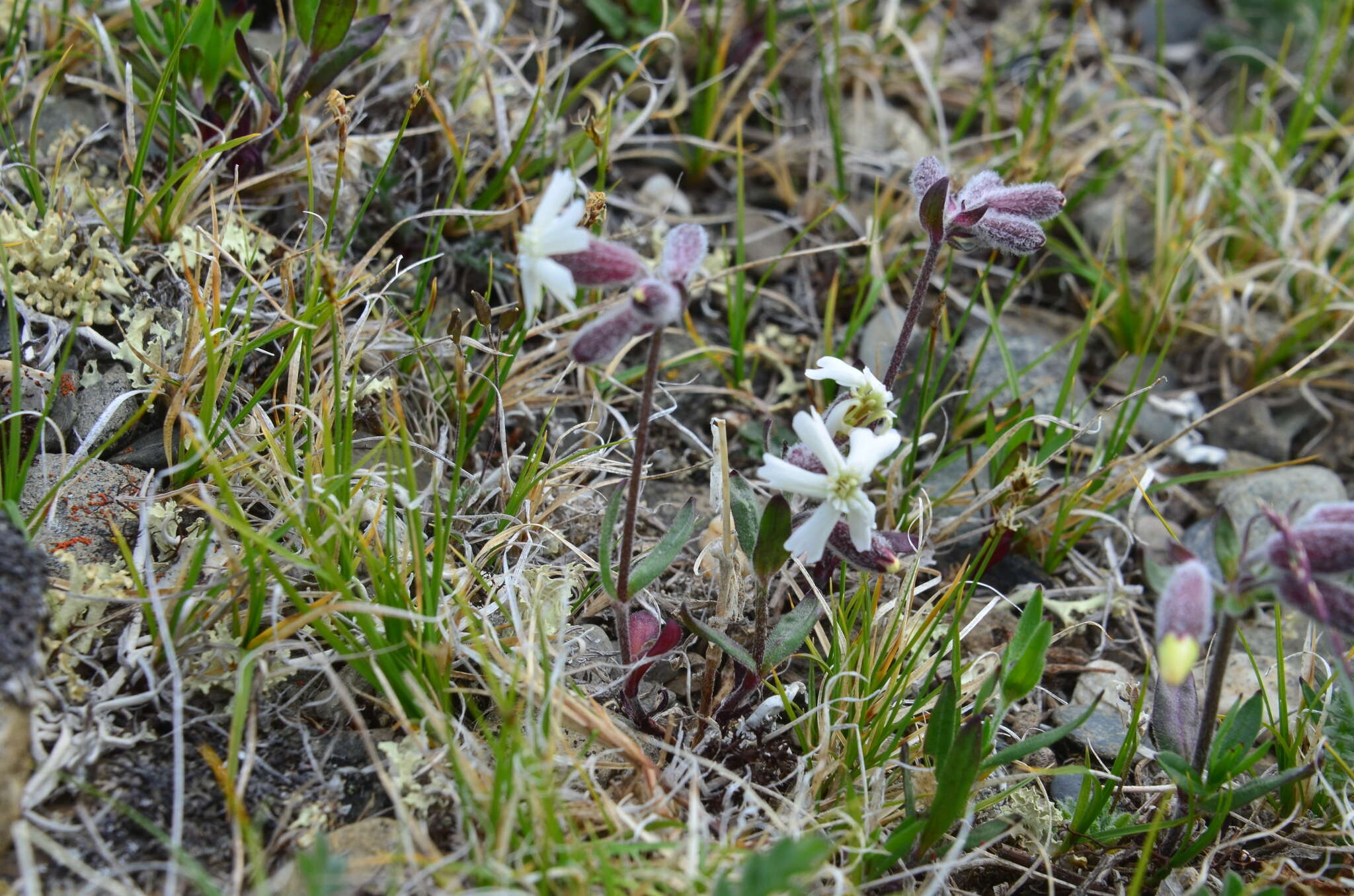 Image of pink campion