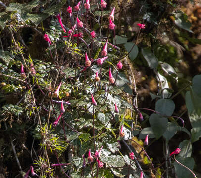 Image of Tropaeolum cuspidatum Buchen.