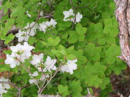 Imagem de Rhododendron quinquefolium Bisset & S. Moore