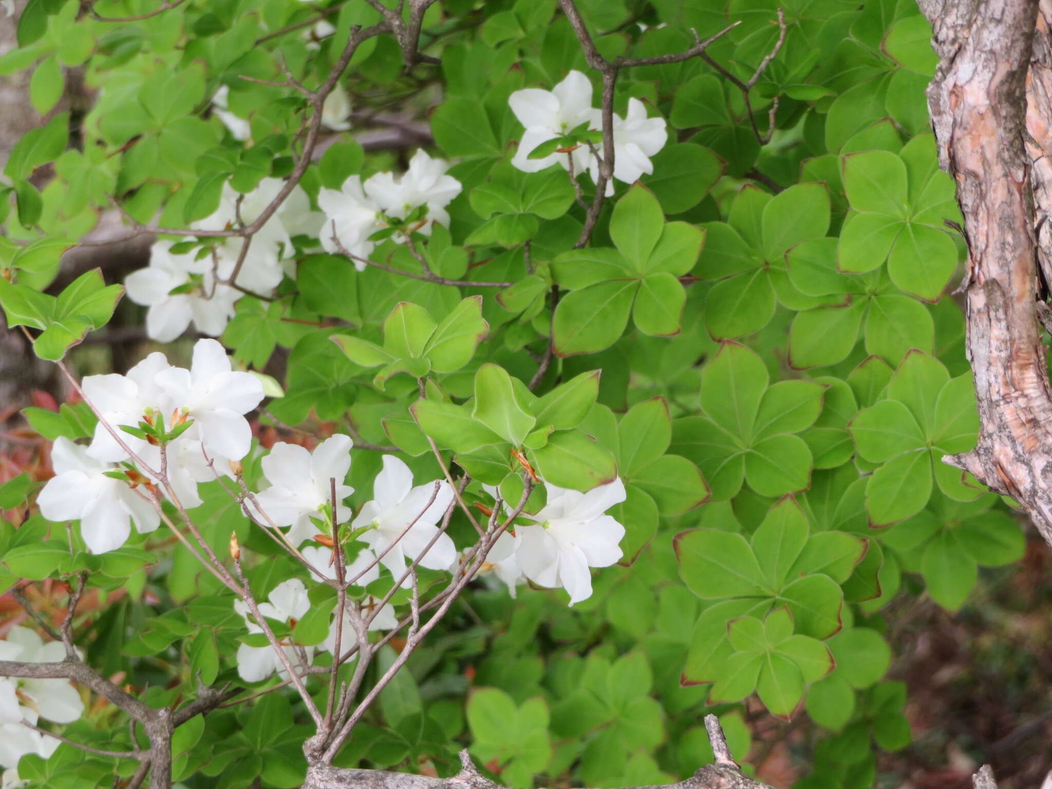 صورة Rhododendron quinquefolium Bisset & S. Moore