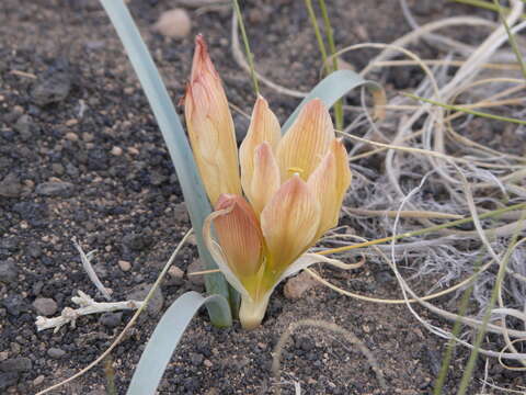 Image of Zephyranthes gilliesiana