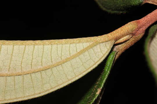 Image of Henriettea succosa (Aubl.) DC.