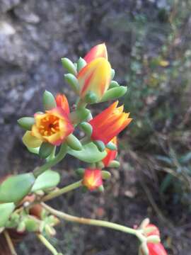 Image of Echeveria macdougallii Walther