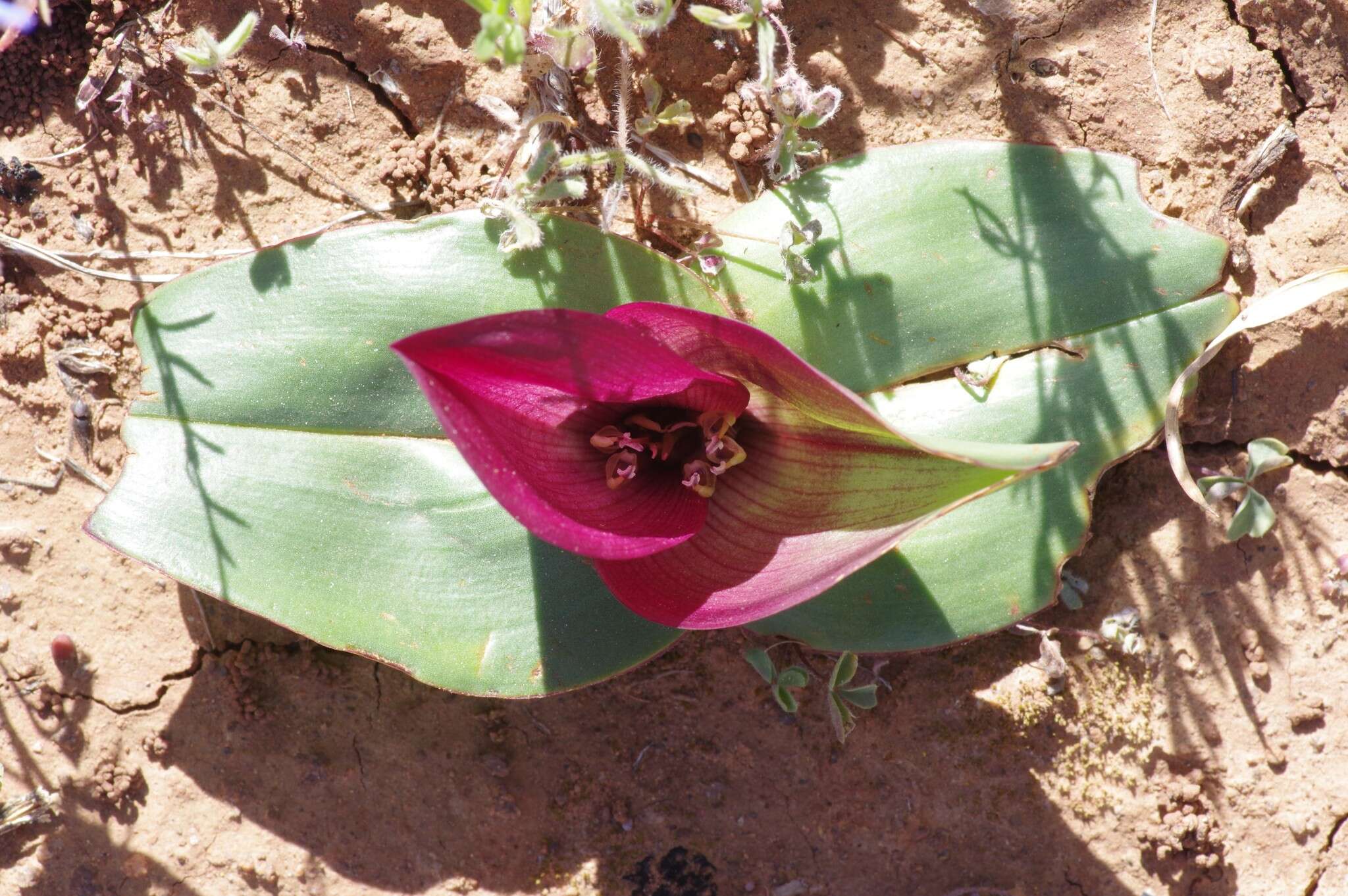 Image of Androcymbium burchellii subsp. pulchrum (Schltr. & K. Krause) Pedrola, Membrives, J. M. Monts. & Caujapé