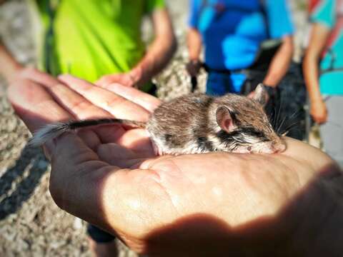 Image of European Garden Dormouse