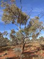 Image of Marble Gum