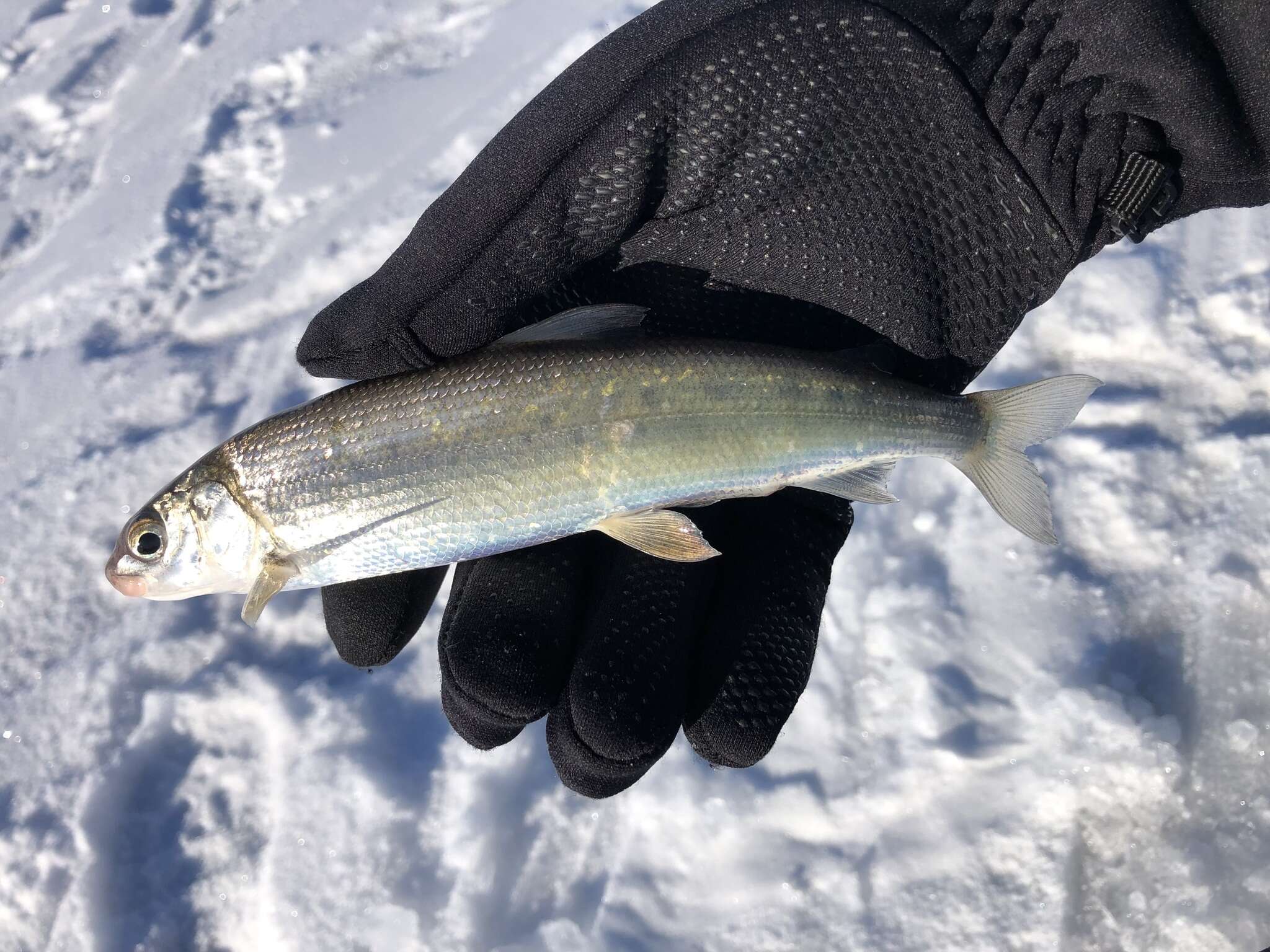 Image of Bonneville whitefish